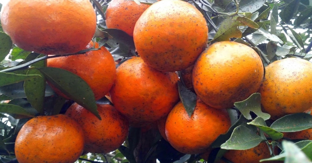 Cam bù là giống cam thường chín vào dịp Tết