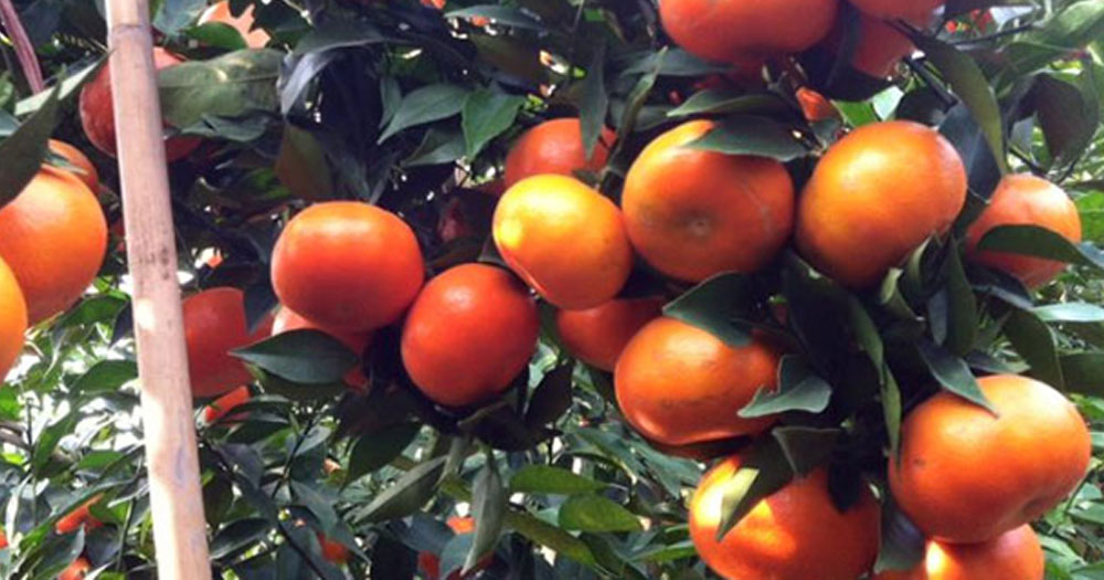 Cam canh là giống cam có quả mọng nước, thịt ngọt thơm và giá trị dinh dưỡng cao