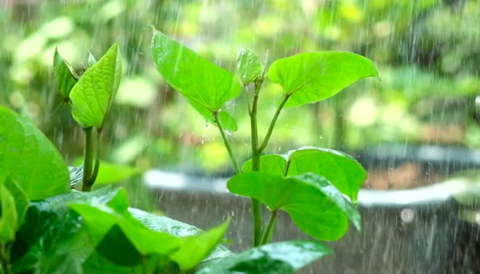 Kỹ thuật trồng rau mùa mưa