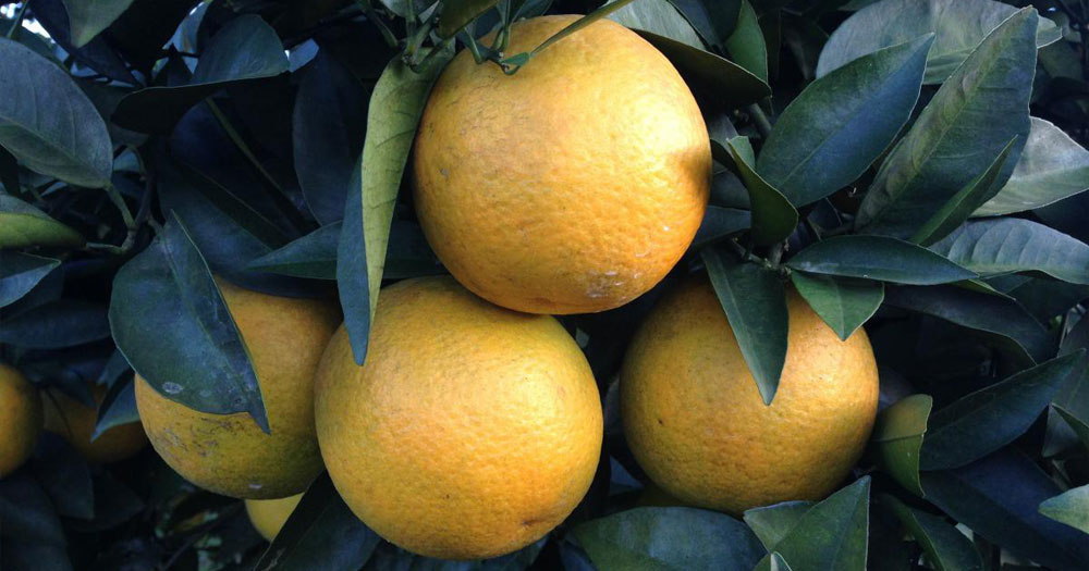 Cam cao phong là giống cam nổi tiếng có giá trị dinh dưỡng cao