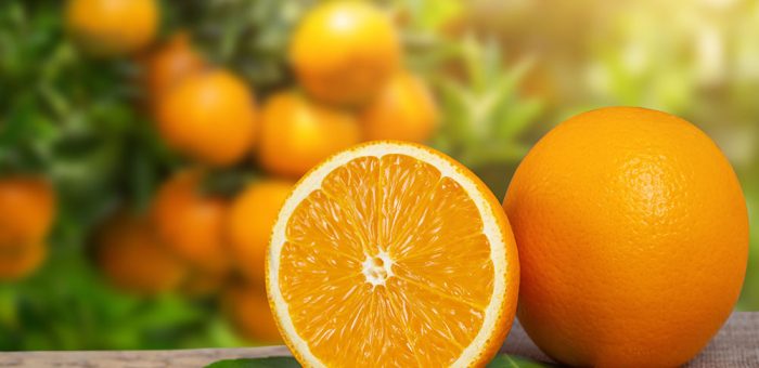 Top 5 giống cam nên trồng tại Việt Nam