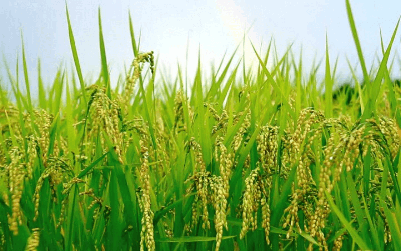 lúa là cây trồng cho thu nhập cao