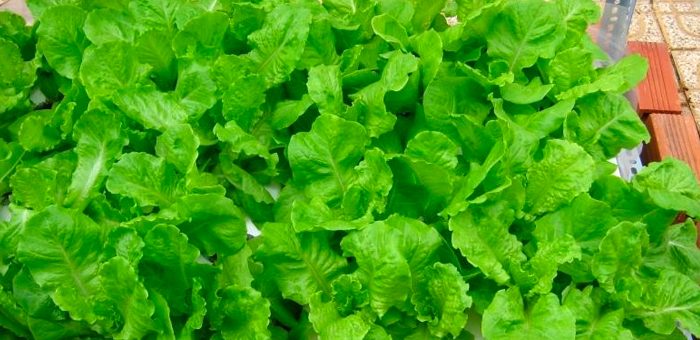 Cách trồng rau mùa mưa và cách chăm sóc hiệu quả