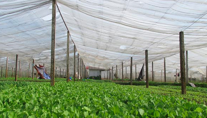 Sử dụng lưới che khi trồng rau mùa mưa