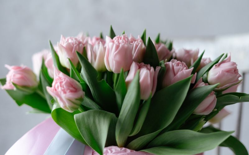 bó hoa tulip cầu hôn