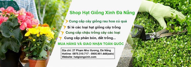 Cửa hàng Hạt Giống Xinh Đà Nẵng