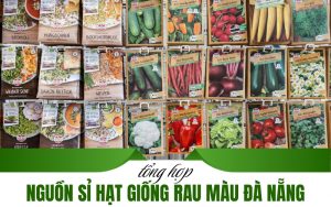 nguồn sỉ hạt giống rau màu Đà Nẵng