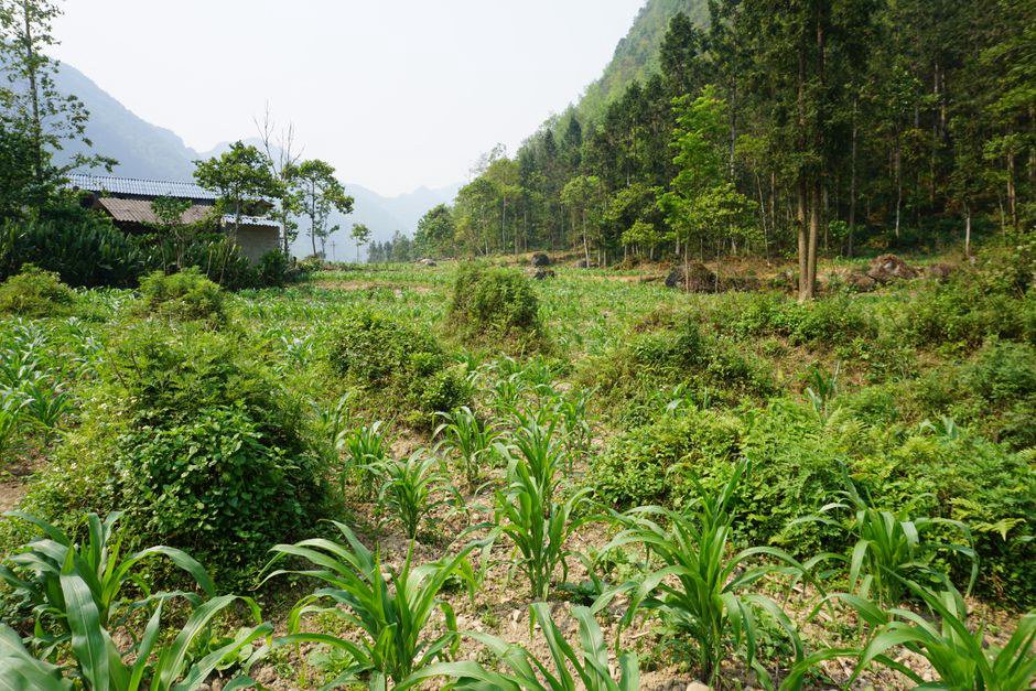 Ha Giang Loop Tour: Bài Học Thực Chiến Cho Sinh Viên Lữ Hành Ha Giang Loop Tour: Bài Học Thực Chiến Cho Sinh Viên Lữ Hành